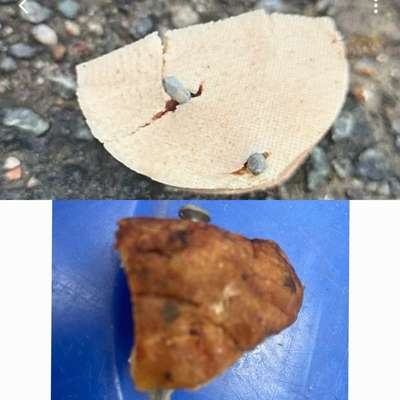 Giftköder-Fleisch mit Nägeln-Bild