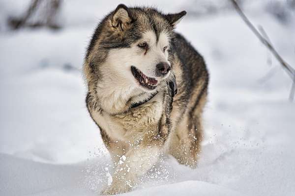 Die Dogorama Kalender Challenge Teil 2/4-Beitrag-Bild