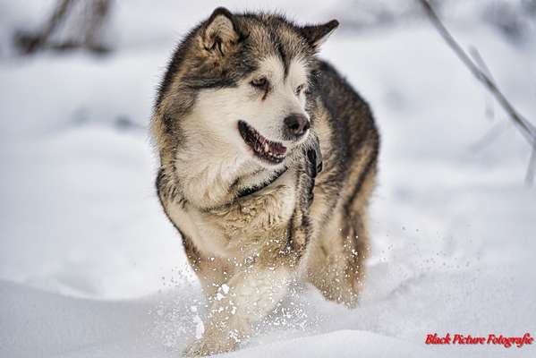 Zeichnungen eurer Hunde-Beitrag-Bild