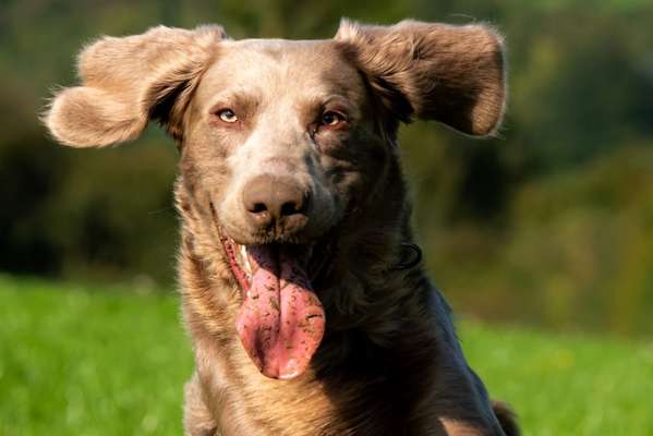 Zeichnungen eurer Hunde-Beitrag-Bild