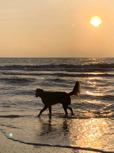 Urlaub mit Hund in Dänemark-Beitrag-Bild