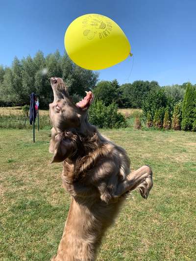 Fotosammlung: ,,Der natürliche Hund" Unbearbeitet, ungestellt und in Natura-Beitrag-Bild