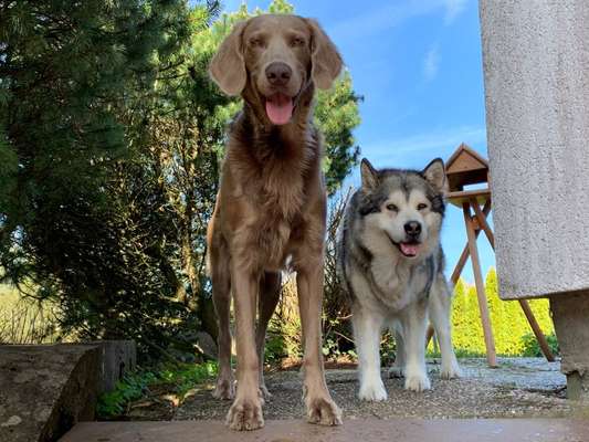 Weimaraner-Beitrag-Bild