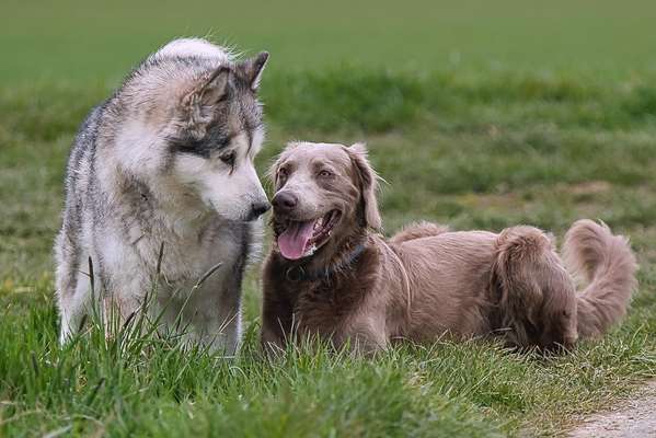 Fotochallenge No. 26                                     Wald und Wiese-Beitrag-Bild