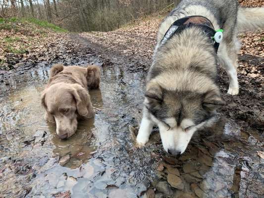 Dogorama-Monats-Challenge-Mai "Wasser"-Beitrag-Bild