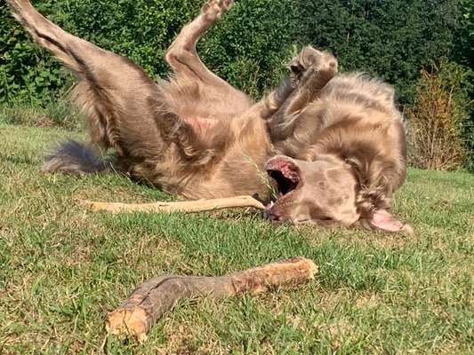 Fotosammlung: ,,Der natürliche Hund" Unbearbeitet, ungestellt und in Natura-Beitrag-Bild