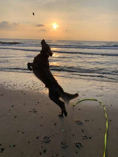 Hunde im Urlaub-Beitrag-Bild