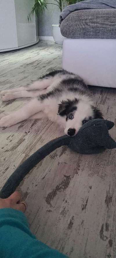 Dogorama Photo Challenge - Lieblingsspielzeug!-Beitrag-Bild