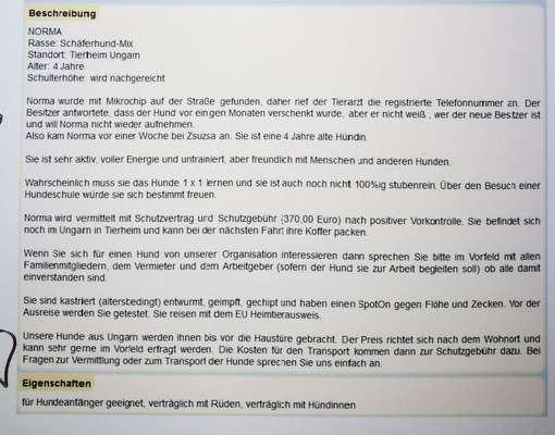 Mein Hund leidet unter sehr starken Verhaltensstörungen-Beitrag-Bild