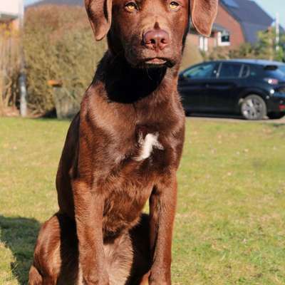 Hundetreffen-Begegnungstraining/Spaziergänge-Bild