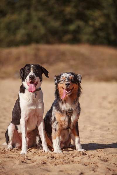 Hundetreffen-Spaziergänge mit eventueller Spielrunde (situationsabhängig)-Bild