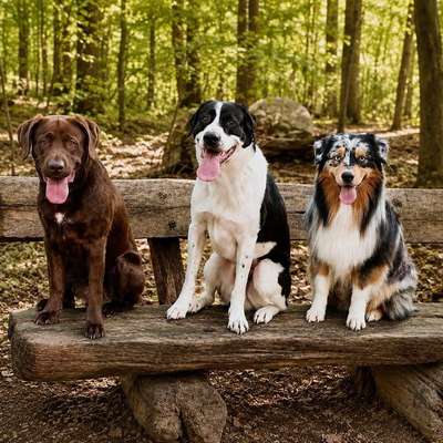 Hundetreffen-🐾 Social Walks / gemeinsame Trainingsspaziergänge gesucht 🐾-Bild
