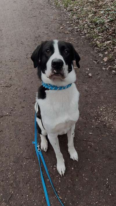 Aussiedors oder Leopard Labrador Gruppe-Beitrag-Bild