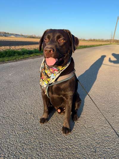 Hundetreffen-Spielkameraden gesucht-Bild