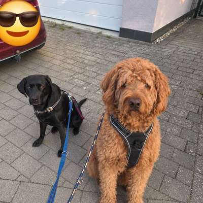 aktuelles Foto Gruppe Backen für Hunde