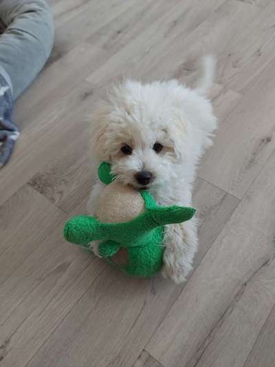 Der Lieblingsplüschi eures Vierbeiners-Beitrag-Bild