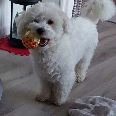 Maltipoo Freunde-Beitrag-Bild