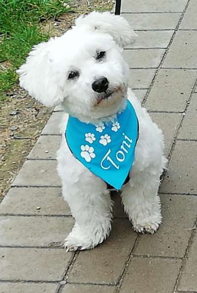 Dogorama Photo Challenge - Tre Chic!-Beitrag-Bild