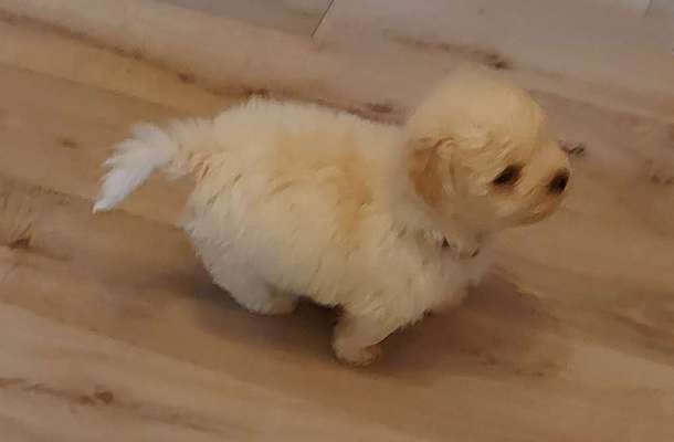 Welpen Bilder !-Beitrag-Bild