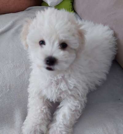 Welpen Bilder !-Beitrag-Bild