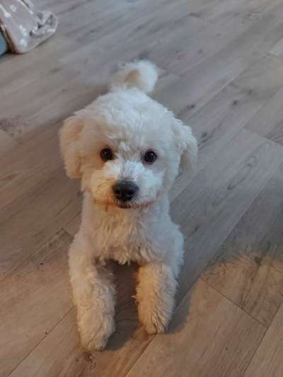 Dogorama Photo Challenge - Hundeblick zum hinschmelzen-Beitrag-Bild