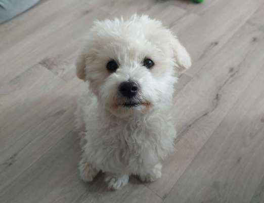 Dogorama Photo Challenge - Hundeblick zum hinschmelzen-Beitrag-Bild