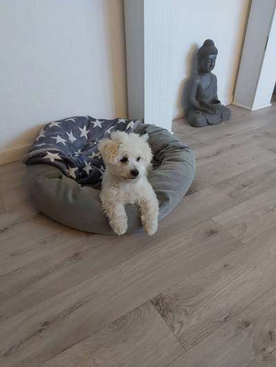 Kleine Hunde ganz Groß-Beitrag-Bild