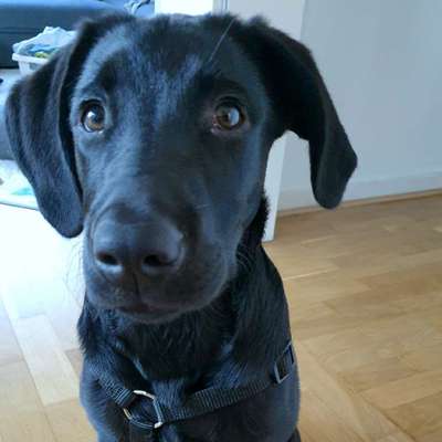 Hundetreffen-Suchen Hunde zum Spielen und Gassi-Gehen-Profilbild