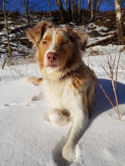 Aussies-Beitrag-Bild