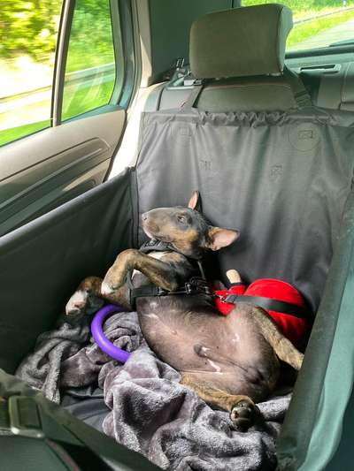 Die Dogorama Wochen Challenge-Beitrag-Bild