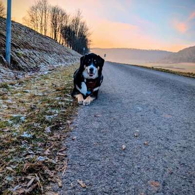 Hundetreffen-Spaziergang-Bild