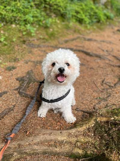 Hundetreffen-Gemeinsame Gassirunde 🐶-Bild