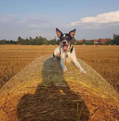 Jack Russell Terrier-Beitrag-Bild