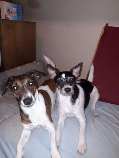 Jack Russell Terrier-Beitrag-Bild