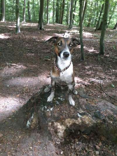 Jack Russell Terrier-Beitrag-Bild