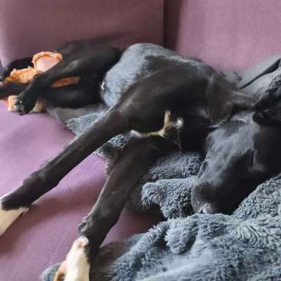 Halsband Zuhause tragen?-Beitrag-Bild