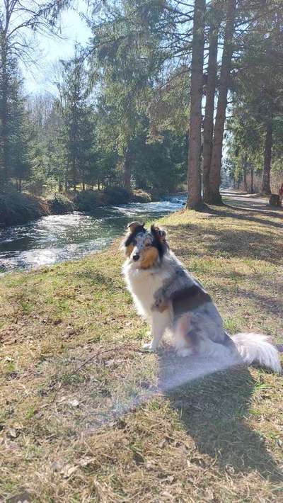 Shelties-Beitrag-Bild