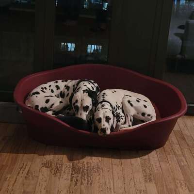 Hundetreffen-Gassi-Service/Hundesitting in 60318 und Umgebung-Bild