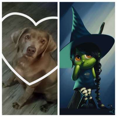 Wie heißt dein Hund?-Beitrag-Bild