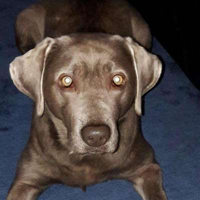 Labradorfans-Beitrag-Bild