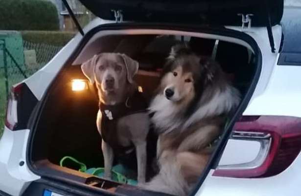 FOTOCHALLENGE 70 - Dein Hund im Auto-Beitrag-Bild