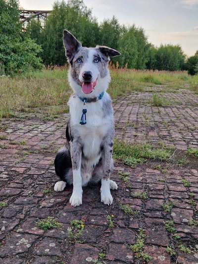 Hundetreffen-Bikejöring-Bild