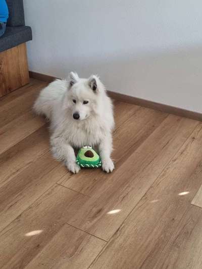 Samojede-Beitrag-Bild