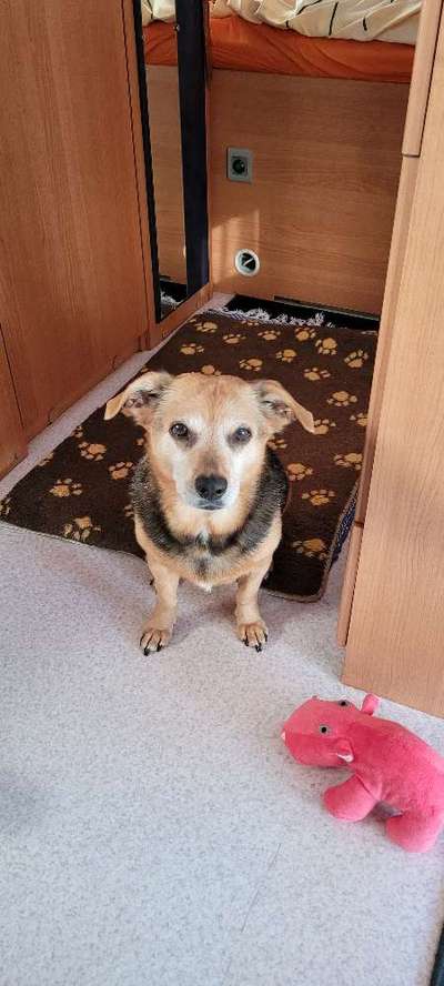 Unsere Fellnasen im Regenbogenland-Beitrag-Bild