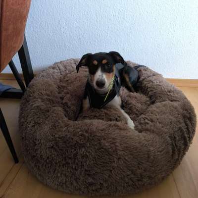 Hundetreffen-Walk n Talk-Bild