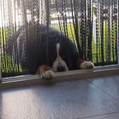 Hundetreffen-Spielkameradin oder Kameraden gesucht-Bild