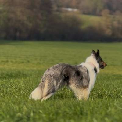 Hundetreffen-Gassi treffen in Ohmden und Umgebung-Bild