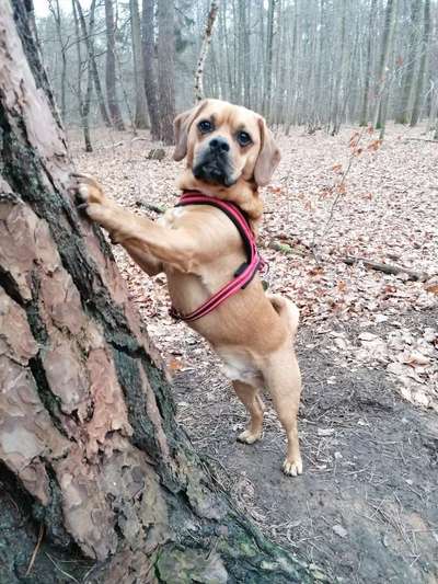 Hundetreffen-Puggle Treffen-Bild