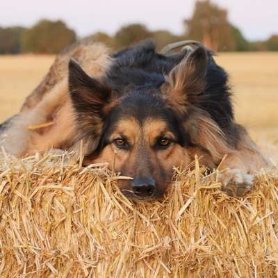 Hundetreffen-Gassi- und/oder Spielrunde-Bild