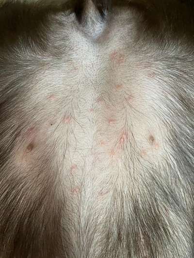 Rote Punkte am Bauch-Beitrag-Bild